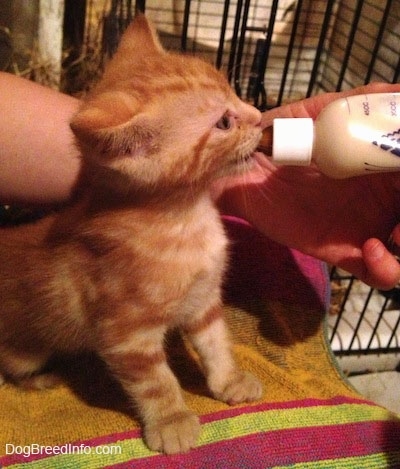 The right side of an orange Kitten that is sitting on a towel and it is being bottle fed by a person.