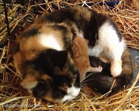 Winny the Cat laying in hay with two stray kittens under her