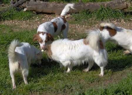 Four white with brown Kokoni dogs are standing in grass. Three of the dogs are smelling something on the ground the fourth is walking away.