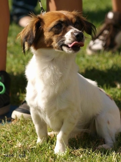 A white with brown Kokoni dog is sitting in grass. The Kokonis mouth is open and tongue is out