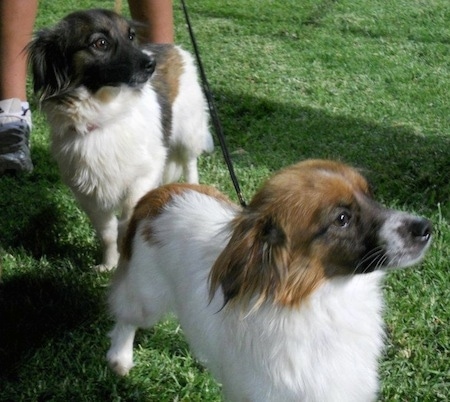 Two dogs out in grass, a white with brown and a white with black and brown Kokoni are looking to the right