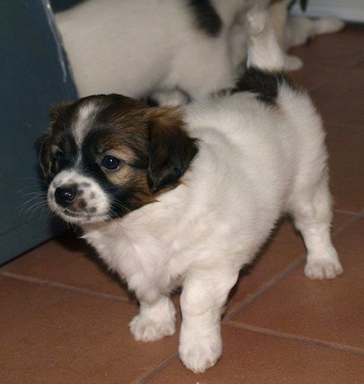 A white with black and brown Kokoni puppy is standing on a brick red tiled floor with its ittermates behind it.