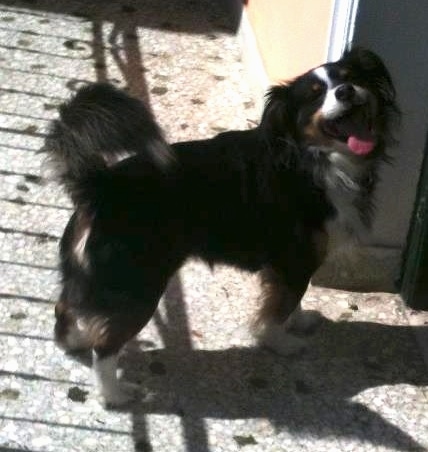 A black with tan and white Kokoni dog is outside standing on a porch in front of a door. Its mouth is open wide and its tongue is out