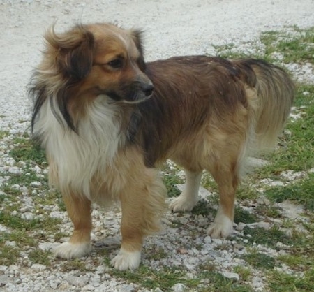 small greek domestic dog