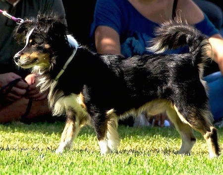 A tricolor black with tan and white Kokoni dog is walking across grass with people sitting behind it
