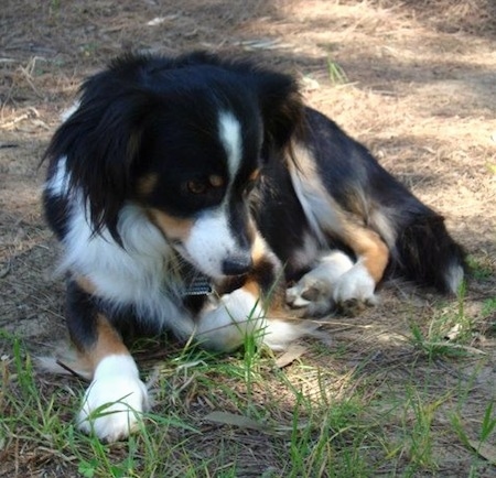 A tricolor black with tan and white Kokoni dog is laying in brown grass and looking down