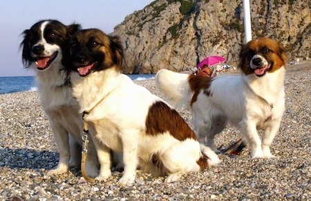 Three panting white and brown Kokonis are standing and sitting on a beach with a big cliff behind them.