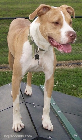 A tan with white Labrabull dog is wearing a green collar standing on top of a triangular obstacle. There is a chainlink fence behind it