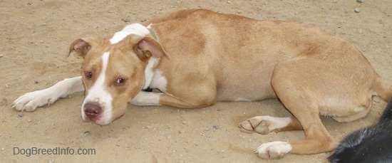 A tan with white Labrabull is laying down in dirt. There is a black with white dog behind it