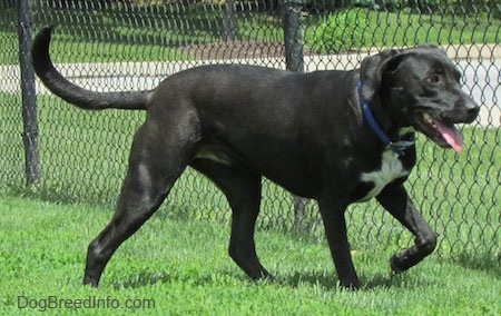 A happy looking black with white Labrabull dog is walking in grass along a chainlink fence. Its mouth is open and tongue is out