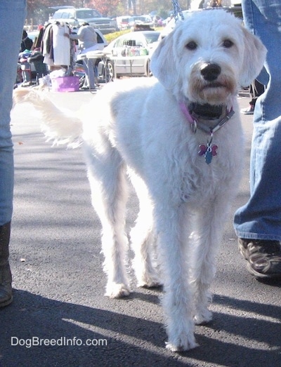 A white Labradoolde is standing on a black top surface. It is surrounded by people and tables with things for sale.