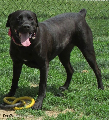A black Labrador Corso dog is standing outside in grass with a yellow and gray ring toy in front of it. There is a chain link fence behind it.