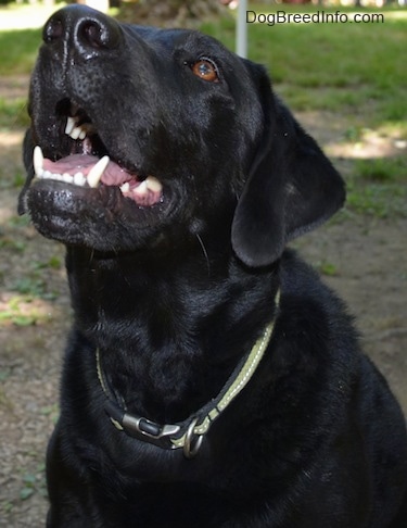 Close up upper body of a black Labrador Retriever. It is looking up and its mouth is open.