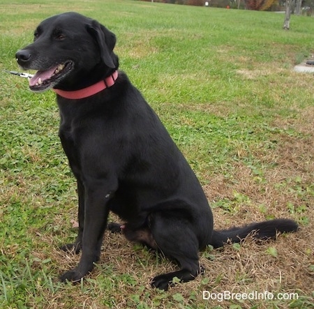 View from the side - A happy-looking black Labrador is wearing a red collar sitting in grass. Its mouth is open and tongue is slightly out