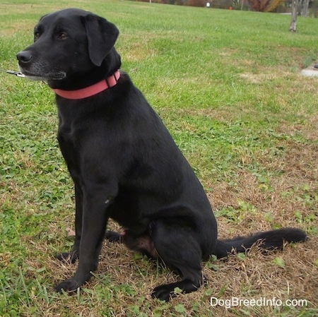A black Labrador is wearing a red collar sitting in grass. 
