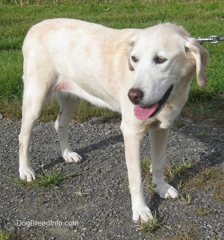 Side view - A yellow Labrador Retriever is standing on a gravelly path and it is looking back