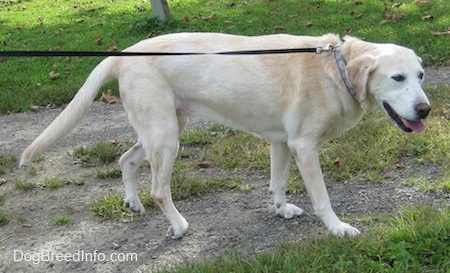 Side view - A yellow Labrador Retriever is walking down a gravelly path while on a black leash. Its mouth is open and its tongue is out