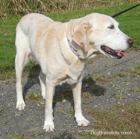 Front view - A yellow Labrador Retriever is standing on a gravelly path in between grass. Its mouth is open and its tongue is out