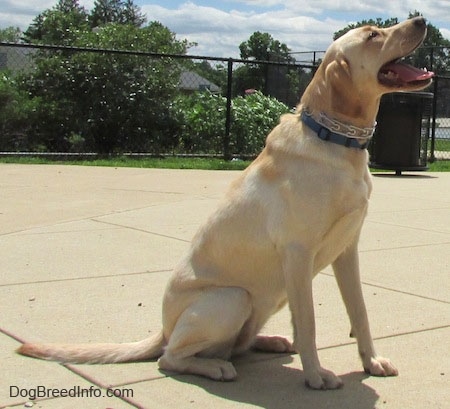A yellow Labrador Retriever is wearing a prong collar and a blue collar sitting on concrete. It is looking up and to the right. Its mouth is open and tongue is out. There is a chain link fence in the distance.