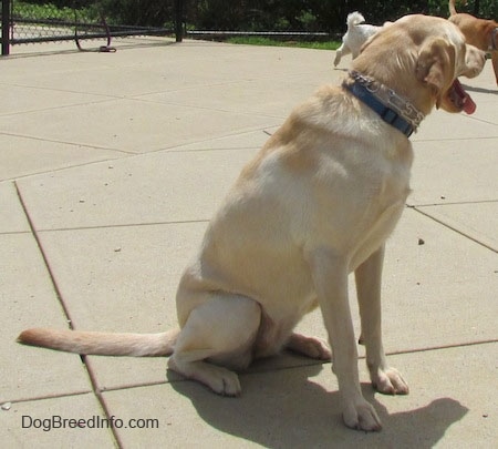 A yellow Labrador Retriever is wearing a prong collar and a blue collar sitting on concrete and it is looking to the left of its body. Its mouth is open and tongue is out
