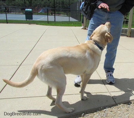 A yellow Labrador Retriever is preparing to sit in front of a person wearing blue jeans and sneakers, who has there hand extended out