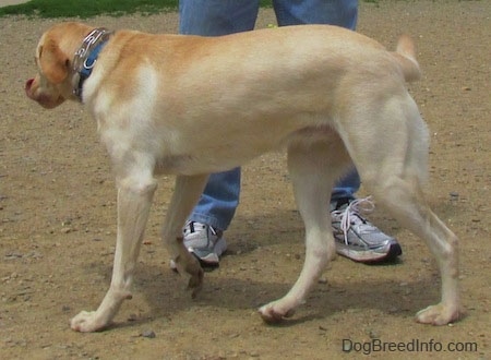 A yellow Labrador Retriever is trotting around a person standing in dirt. The dog is liking its snout.