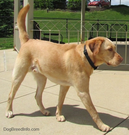 A yellow Labrador Retriever is walking across concrete and its tail is up in the air