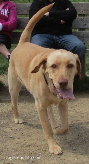 A yellow Labrador Retriever is beginning to run across dirt. Its mouth is open and tongue is out and tail is up. There are people sitting on a bench behind the dog.