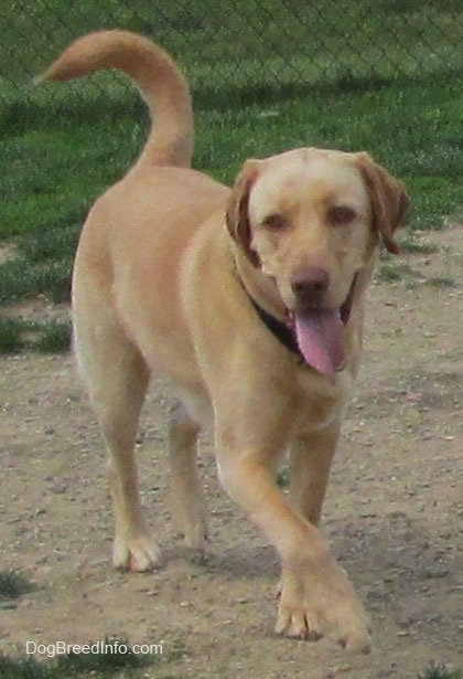 A yellow Labrador Retriever is moving across a dirt path with grass behind it. Its mouth is open and tongue is out and tail is up.