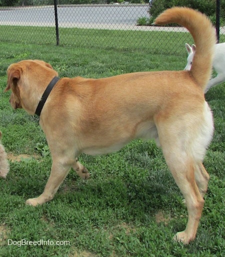 The side of a yellow Labrador Retriever that is standing in grass with its tail up. There is a white German Shepherd to the right of the yellow Lab and a chain link fence behind them.
