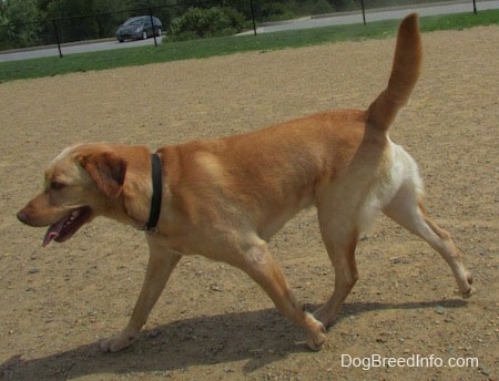 A yellow Labrador Retriever is walking across dirt. Its mouth is open and tongue is out and tail is up.