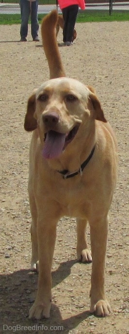 A yellow Labrador Retriever is standing in dirt. Its mouth is open and its tongue is out and its tail is up. There are people and another dog behind it.