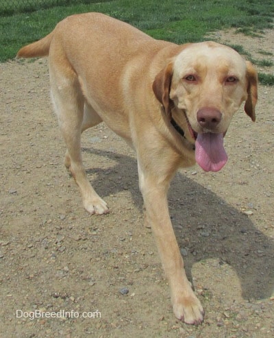 A yellow Labrador Retriever is walking down dirt and its mouth is open and tongue is out and its tail is down.