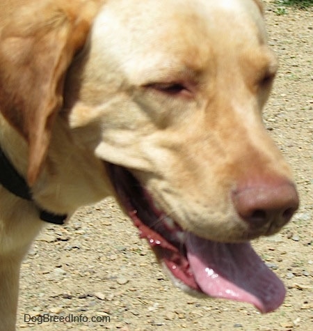 Close up head shot - The face of a yellow Labrador Retriever with its mouth open and wet shiny tongue out