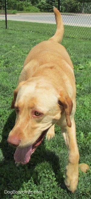 A yellow Labrador Retriever is walking down grass and its mouth is open and tongue is out and it is looking to the left.