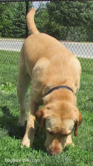 A yellow Labrador Retriever is wearing a black collar standing in grass smelling the ground. There is a chain link fence behind it.