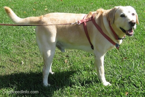 Side view - A yellow Labrador Retriever is wearing a red harness standing in grass with its mouth parted looking happy. Its head and tail are level with its back in a submissive pose.