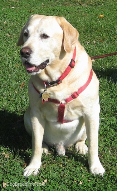 A yellow Labrador Retriever is wearing a red harness sitting in grass. It is looking to the left and its mouth is slightly open. There are dog tags hanging from its red collar.