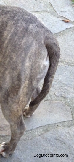 Close Up - The back end of Spencer the Pit Bull Terrier standing outside and his tail is hanging down limp