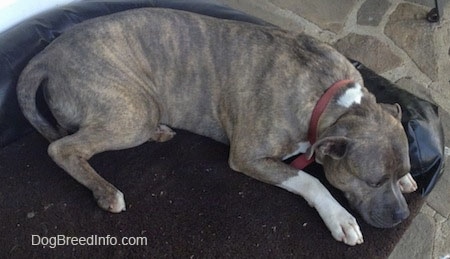 Spencer the Pit Bull Terrier is laying outside on a dog bed