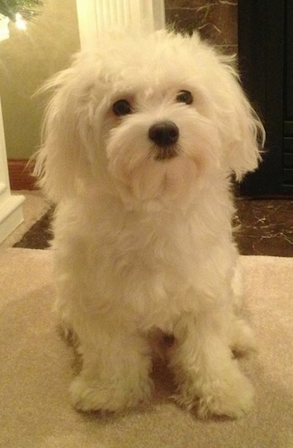 A furry, white Maltese is sitting on a tan couch looking up. There is a brown marble floor and a white pillar behind it.