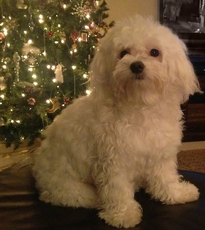 A furry, white Maltese is sitting on a brown leather ottoman in front of a decorated lit Christmas Tree.
