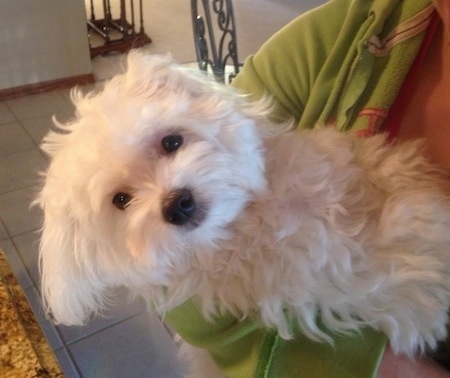A furry, soft looking white Maltese is being held in the arms of a person in a green jacket in a kitchen that has brown granite countertops and a white tiled floor.