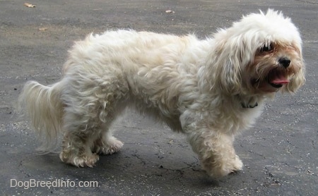 A tan with white Maltese is walking across a blacktop driveway with its tongue curled out.