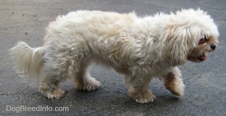 Side view - A tan with white Maltese is walking across a blacktop driveway with its tongue curled out. Its front paw is in the air.