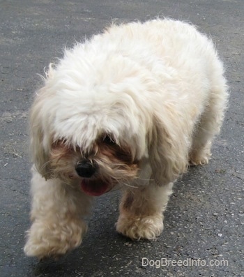 Front view - A panting tan with white Maltese is walking across a blacktop driveway with its tongue curled out. Its front paw is in the air.