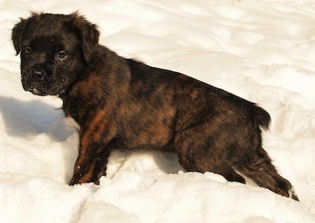 A small brindle black and brown Mammut Bulldog puppy is walking through snow and looking to the left of its body.