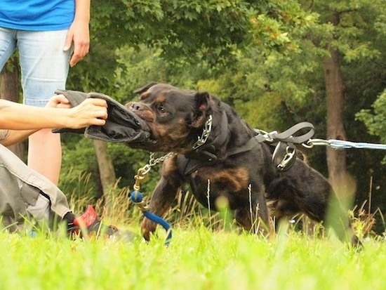 A black and brown Mammut Bulldog is standing in grass restrained by a harness biting a bag it is attempting to pull out of a persons hands in its protection training.