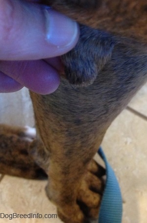 Close Up - A person grabbing the area around the bump on Bruno the Boxers leg