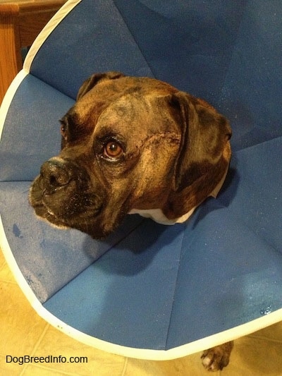 Bruno the Boxer wearing a dog cone. With the recent Surgery Sutures on his left side